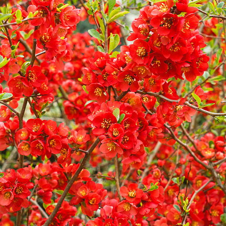 Фото Айва прекрасная Клементина