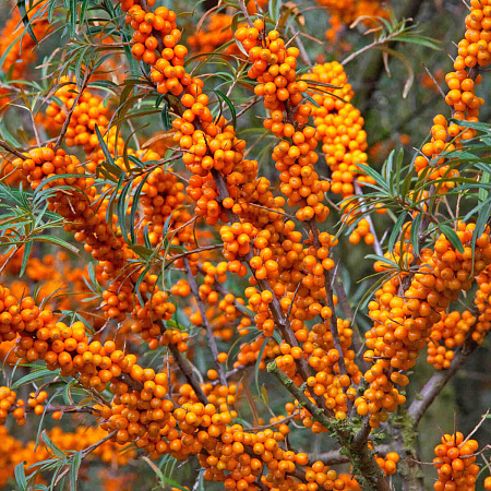 Фото Облепиха Перчик