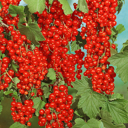 Фото Смородина Мармеладница