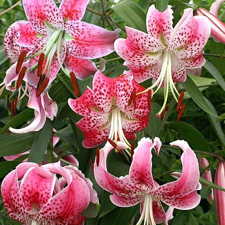 Фото Лилия видовая Специозум рубрум