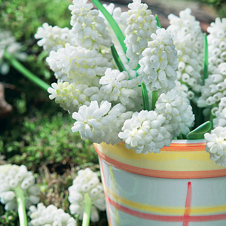 Фото Мускари Магический белый