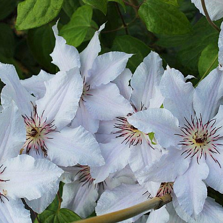 Фото Клематис Снежная королева