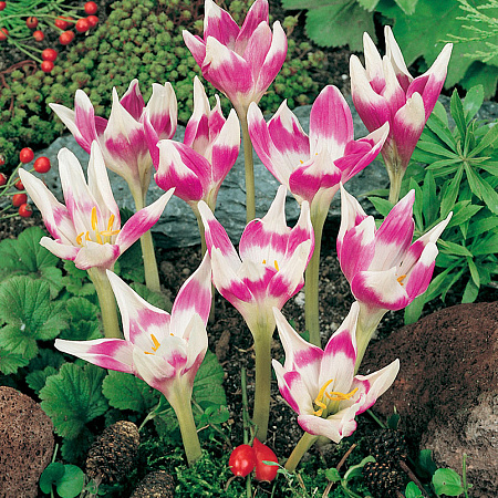 Фото Безвременник Арлекин