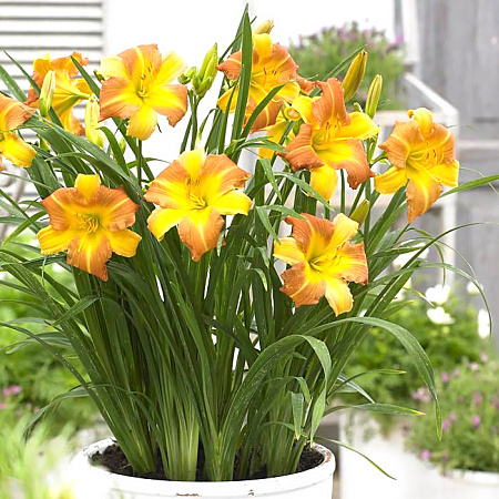 Фото Лилейник Эври Дэйлили Панч Йеллоу