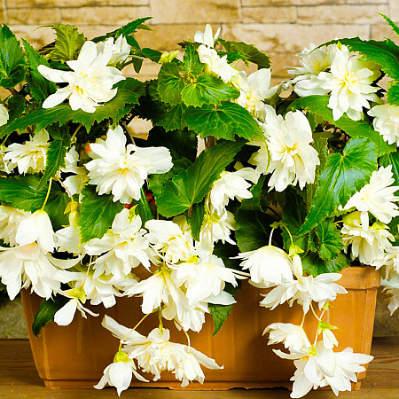 Фото Бегония ампельная Белая