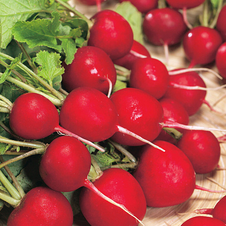 Фото Редис Бодиам 1гр