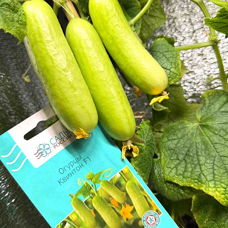 Фото Огурец Квинтон F1