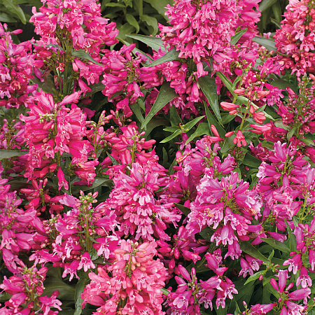 Фото Пенстемон Пинаколада розовый