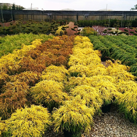 Фото Кипарисовик горохоплодный Лучи солнца