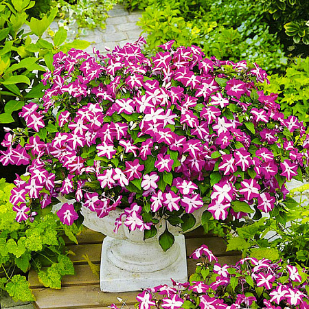 Фото Бальзамин Акробат Фиолетовая звезда