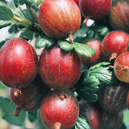 Фото Крыжовник Арлекин