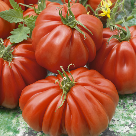 Фото Набор Уникальных помидоров Великолепная шестерка