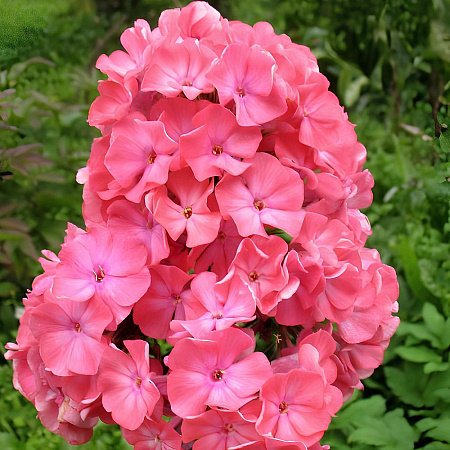 Фото Флокс метельчатый Московская сказка