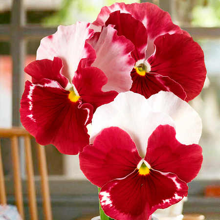 Фото Виола Десидерио Розовая орхидея
