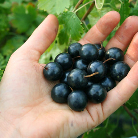 Фото Смородина Марьюшка