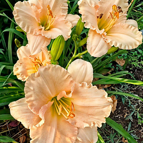 Лилейник Лаллебай Бэби