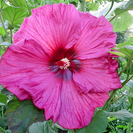 Фото Гибискус Плам крэйзи