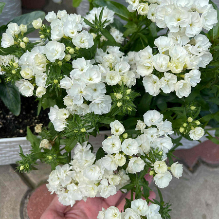 Фото Флокс друммонда махровый белый