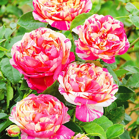 Фото Роза плетистая-клаймбер Джули Эндриё