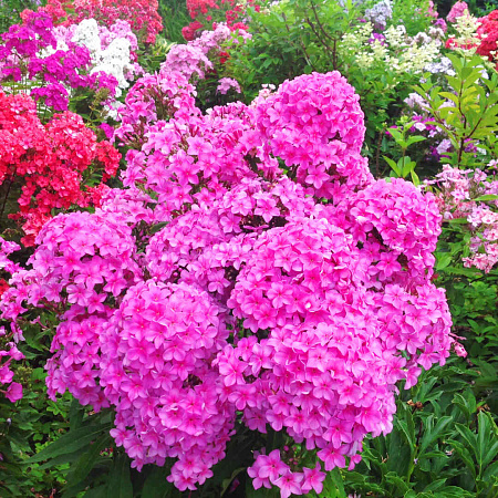 Фото Флокс метельчатый Арбатский романс