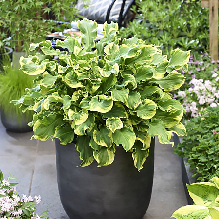 Фото Хоста Уии