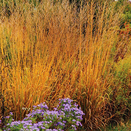 Фото Молиния тростниковая Скайрейсер