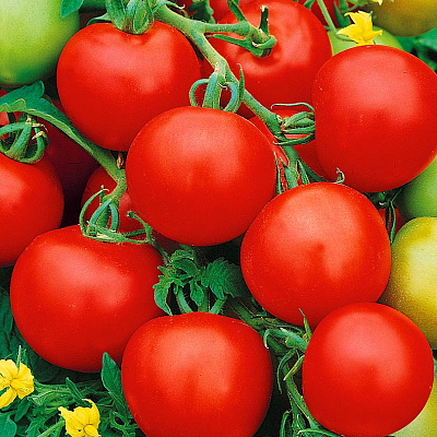 Помидор Восток F1