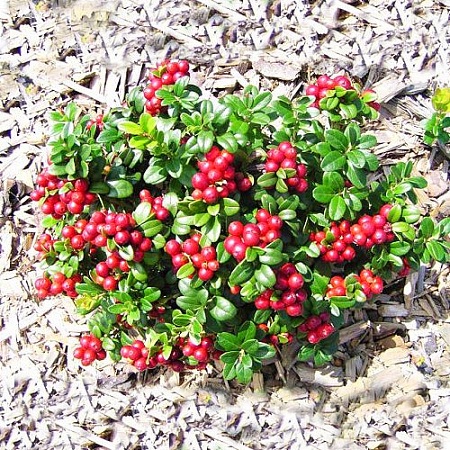 Фото Брусника Санна