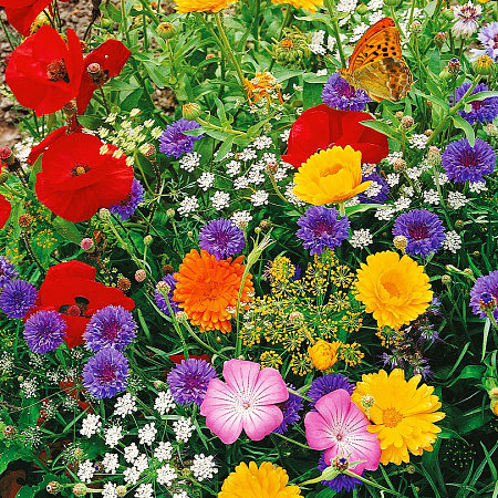 Фото Набор однолетников для привлечения бабочек