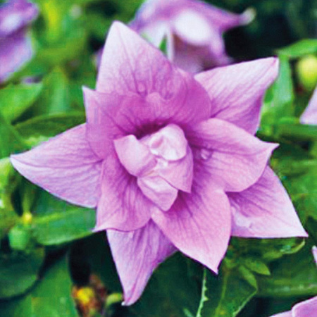 Фото Платикодон Астра Лиловый крупноцветковый