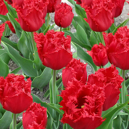 Фото Тюльпан бахромчатый Индиана