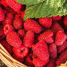 Малина ремонтантная Шапка Мономаха