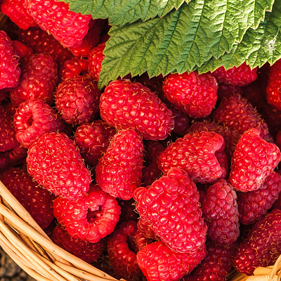 Малина ремонтантная Шапка Мономаха