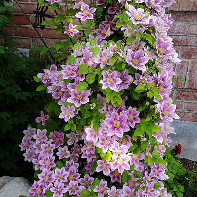 Клематис Биз Джубили