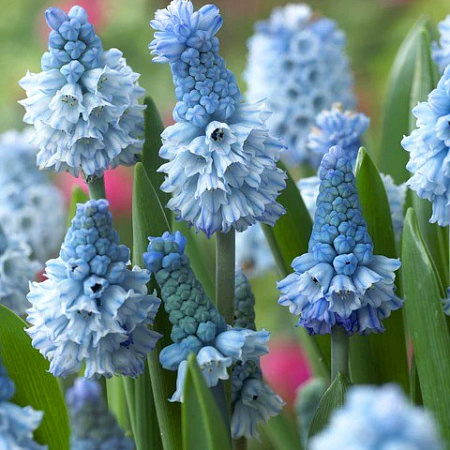 Фото Мускари Азуреум