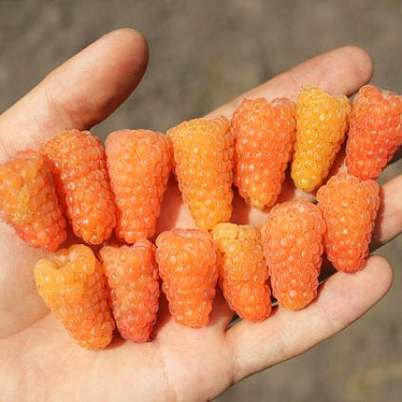 Фото Малина ремонтантная Оранжевое чудо