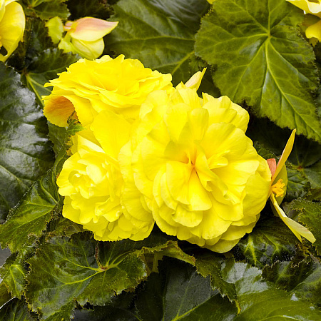 Фото Бегония клубневая Гоу-гоу Нежно-жёлтая