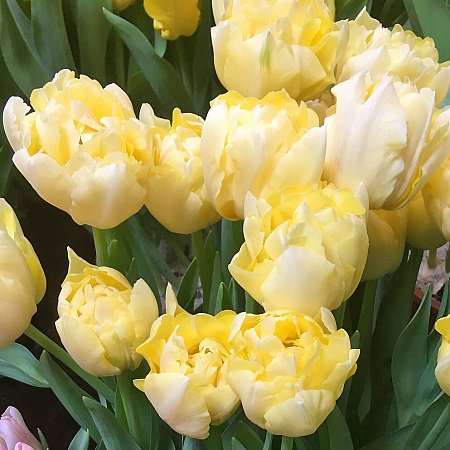 Фото Тюльпан махровый ранний Верона