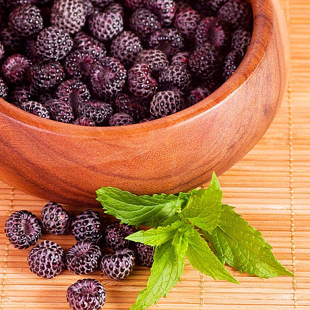 Фото Малина летняя черноплодная Глен Кое