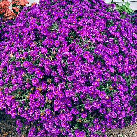 Фото Астра новоанглийская Перпл Доум