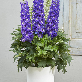 Дельфиниум Дельджиниус Глитци