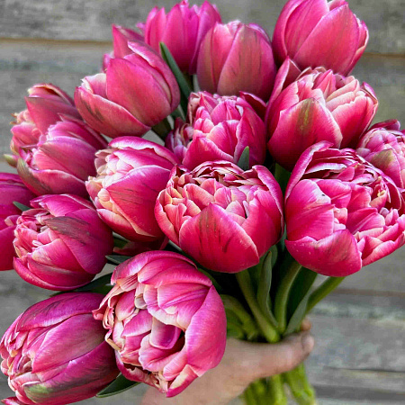 Фото Тюльпан махровый ранний Колумбус