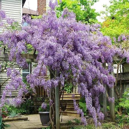 Фото Глициния макростахия Блю мун