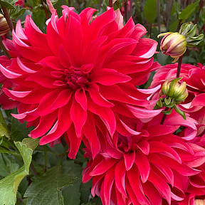 Георгин крупноцветковый Ред Лабиринт