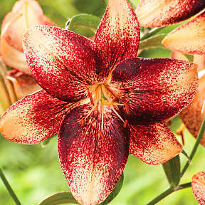 Лилия азиатская Танго Чоклат Ивент