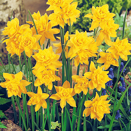 Фото Нарцисс Кампернель