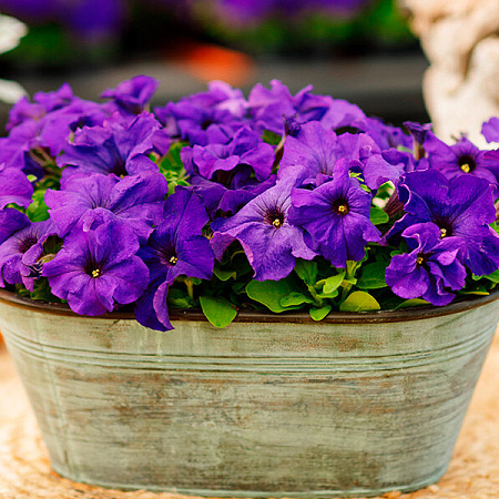 Фото Петуния Лимбо синяя