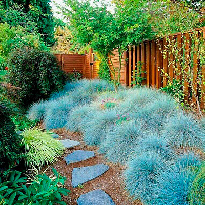 Булавоносец Колючий голубой