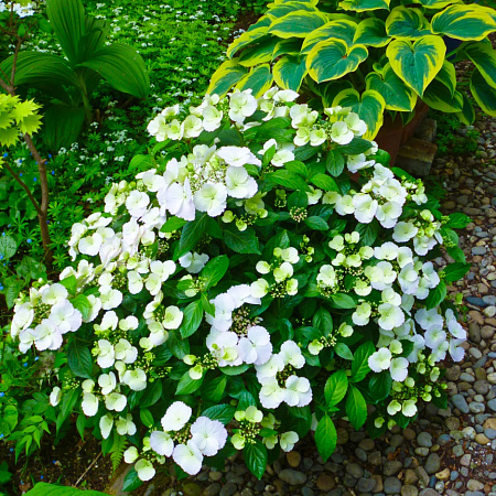 Фото Гортензия гибридная Сбежавшая невеста