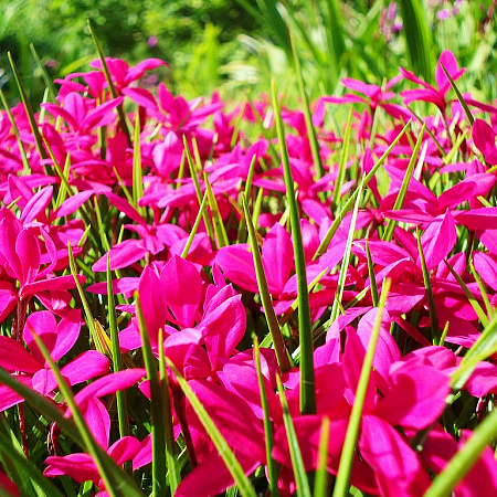 Фото Родогипоксис Красный